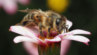 manfaat propolis