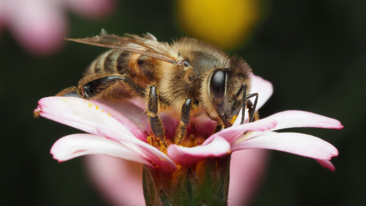 manfaat propolis